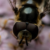 Profile Picture of Shyam Krishnan (@ShyamKrishnan1) on Youtube