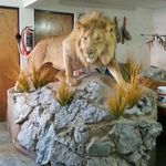 Profile Picture of TAXIDERMISTA JOEL LARA (@taxidermista_joel_lara) on Instagram