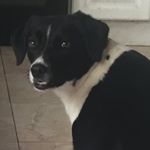 Profile Picture of Louise (@foyerthekitkatdestroyer) on Instagram