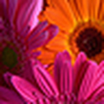 Profile Picture of Rocio Hidalgo Montoro (@rocio hidalgo montoro) on Flickr