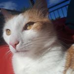 Michaela Kasper - Instagram Profile Picture of Michaela Kasper (@aleahcim0209) on Instagram