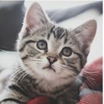 Profile Picture of carly.craine.catty (@carly.craine.catty) on Instagram
