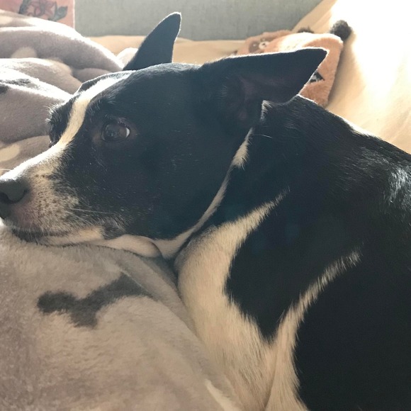 Debbie Cavey - Poshmark Profile Picture of Debbie Cavey (@debbiecavey) on Poshmark