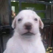 Profile Picture of Anderson Cabrera (@AndersonCabrera-df7qr) on Youtube