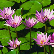 Profile Picture of Neena Thomas (@neenathomas2767) on Youtube