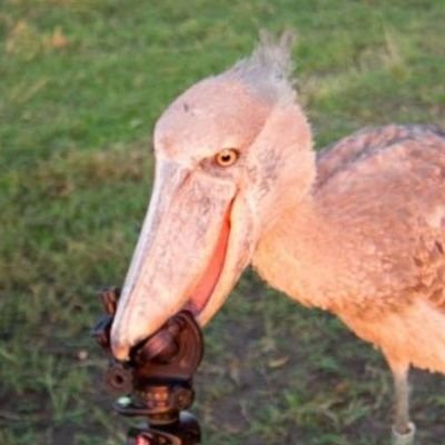Profile Picture of Court Fool (@YowAaron1) on Twitter
