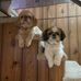 Profile Picture of Sherry Stark (@sherry.stark.39) on Facebook