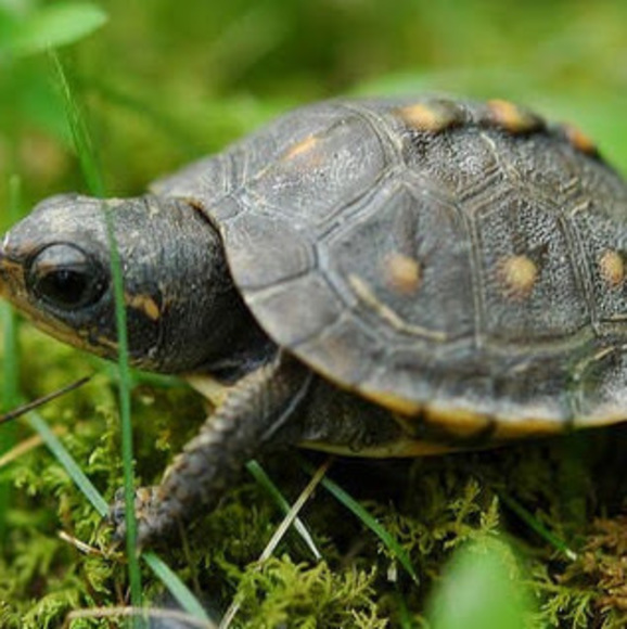 Profile Picture of Bree Brock (@breebrock856) on Poshmark