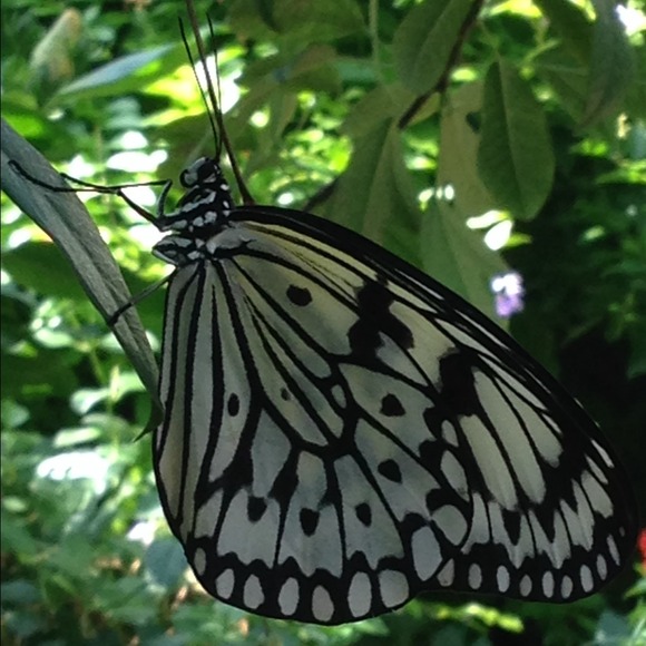 Profile Picture of Connie Hannis (@channis) on Poshmark