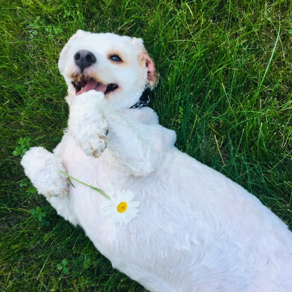 Profile Picture of Chantal Eigler (@chan4040) on Poshmark