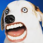 Profile Picture of Michael Corradino (@goofygoofer4) on Instagram