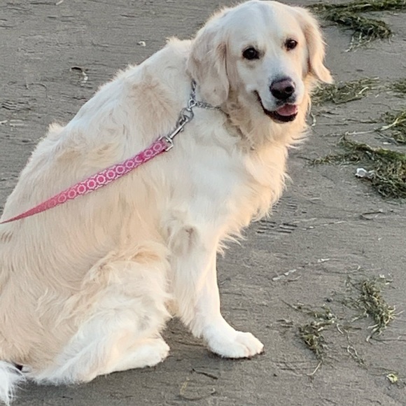 Profile Picture of Donella Lurvey (@donellaslp) on Poshmark