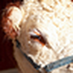 Profile Picture of Michael P. (@mike pea) on Flickr