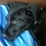 Profile Picture of Luis Raposo (@luisraposo00) on Instagram