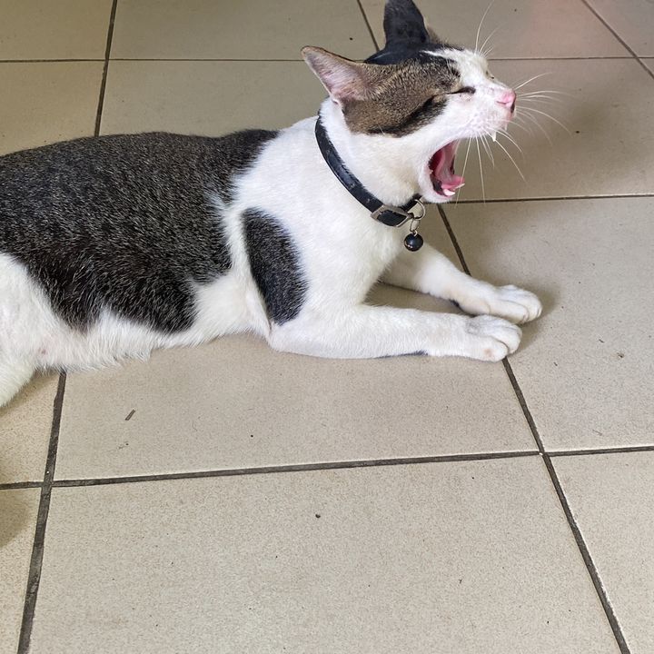 Profile Picture of Barry Apek (@barryapek) on Tiktok