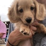 Profile Picture of Knox, Nova, Cooper (@three_spoiled_doxies) on Instagram