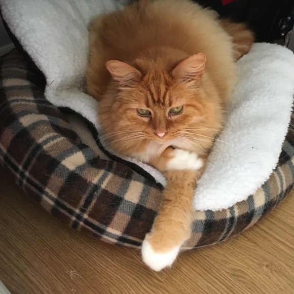 Profile Picture of Ruby Jaworsky (@rubyjaworsky) on Poshmark