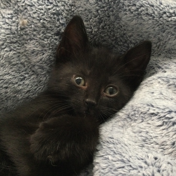 Profile Picture of Diane Bellefeuille (@daisymariebelle) on Poshmark