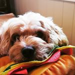 Profile Picture of Public Figure (@teddy_bear_pearson) on Instagram