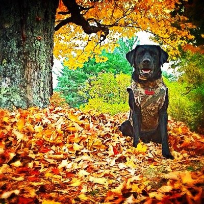 Profile Picture of Joshua Dereck Fogg (@JoshuaDereckFog) on Twitter