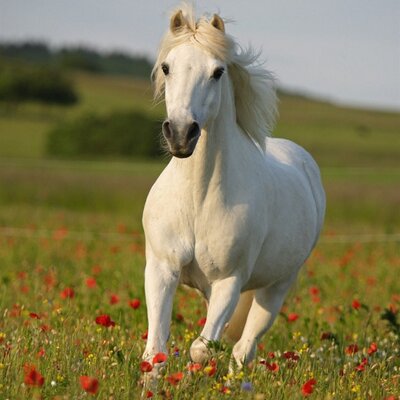 Profile Picture of Lily (@lily_R_marshall) on Twitter