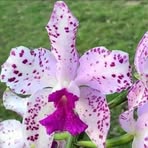 Profile Picture of Eileen Madiel Andrade (@Eil.perezarenas) on Facebook