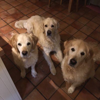 Profile Picture of Somerset Golden Retriever (@IanONeill5) on Twitter