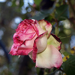 Profile Picture of Merchexe (@merchexe) on Flickr