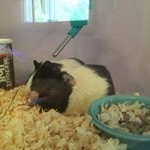 Profile Picture of Lillian Rae Oakes (@lillianraeoakes) on Instagram