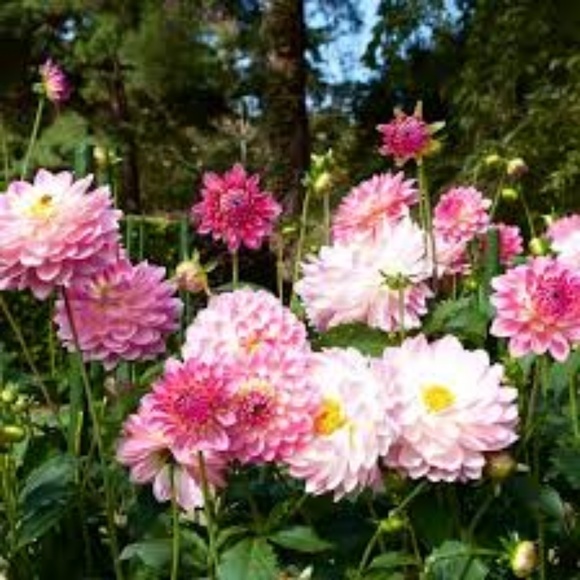 Christopher Chaderton - Poshmark Profile Picture of Christopher Chaderton (@chrischaderton) on Poshmark