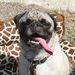 Profile Picture of Tony Pyros (@tonypyros22) on Pinterest