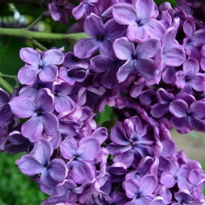 Profile Picture of Lori Griffith (@Lilac1403) on Twitter
