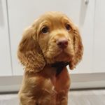 Profile Picture of Archie Buckley (@archie_theworkingcocker) on Instagram