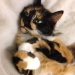 Elphaba  Profile Picture of Elphaba