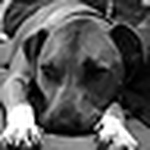 Profile Picture of Craig Harris (@cowboy...up) on Flickr