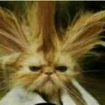 Profile Picture of Thomas Palme (@tmp8987) on Twitter