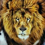 Profile Picture of Andris Lapiņš (@dr.lapins) on Instagram