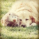 Profile Picture of Julia Reiß (@julia.pferde06) on Instagram