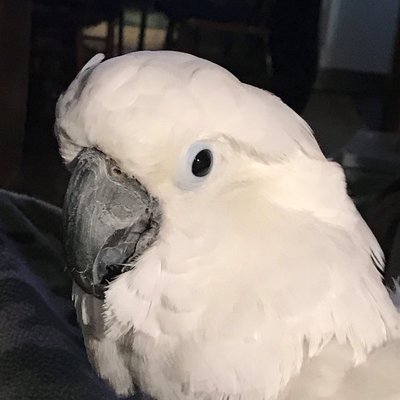 Profile Picture of Jimmy Keck (@Keckjim) on Twitter