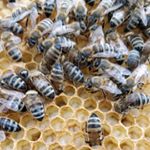 Profile Picture of Robert Trojanowski (@beetroyan) on Instagram