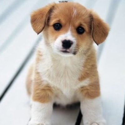 Profile Picture of Alexa Hoffmanon Twitter