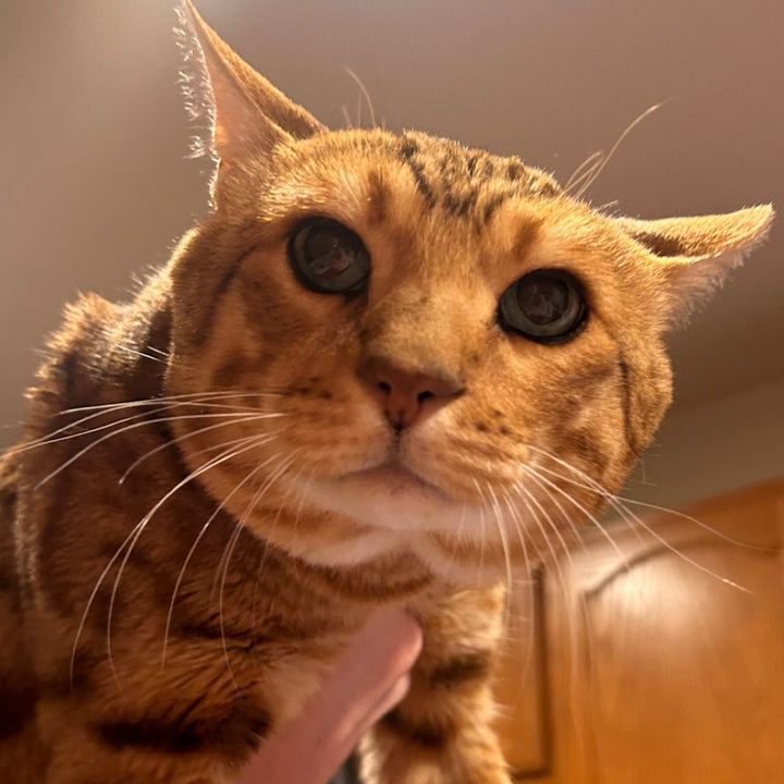 Profile Picture of   Raven Cronkrite... (@raven1004) on Tiktok