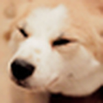 Profile Picture of Ian Suen (@Ian 929) on Flickr