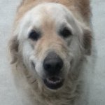 Profile Picture of Joshua Hiatt (@doggiemaster2000) on Instagram