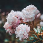 Profile Picture of Celine Varghese (@celine_varghese11) on Instagram