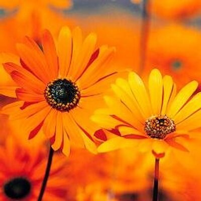 Courtney Maria Bird - Twitter Profile Picture of Courtney Maria Bird (@BirdBirdy1107) on Twitter