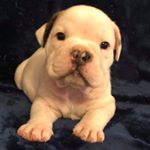 Profile Picture of Chase Barnard (@chase8adoink69) on Instagram