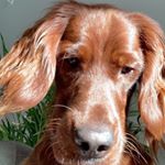 Profile Picture of My Hunter Leo Baree (@irishsetter.leo) on Instagram