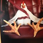 Profile Picture of Aaron Peery (@noodles_mcintosh) on Instagram