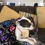 Profile Picture of Steven Strouse (@strouse.steven) on Instagram